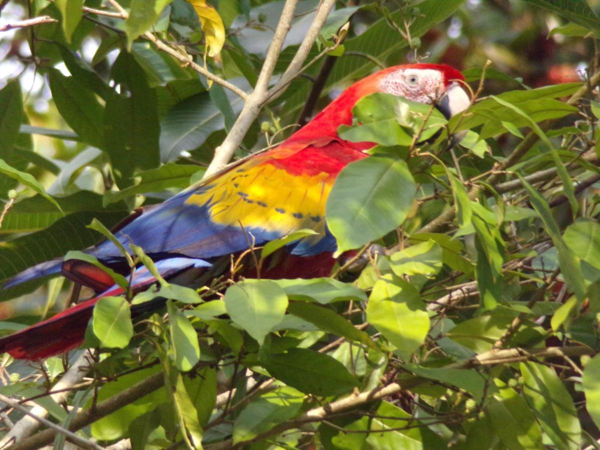 Riverside Bed & Breakfast Manuel Antonio